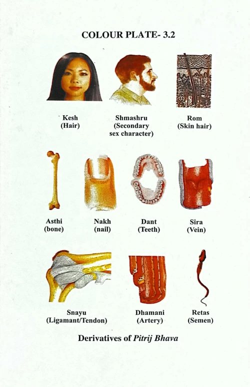 Embryology In Ayurveda